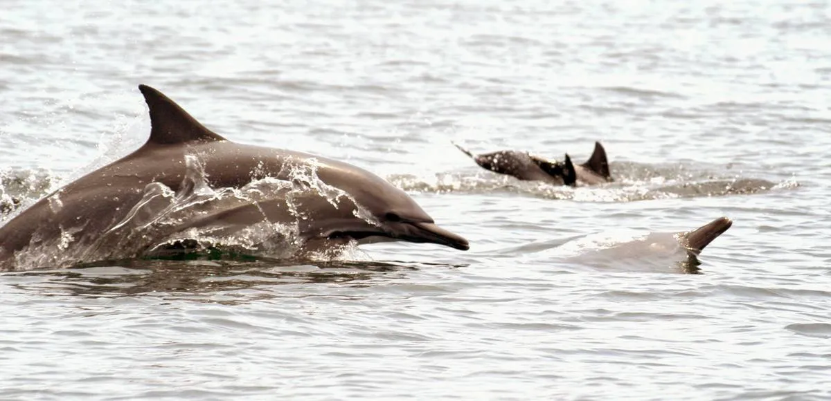 ballena2